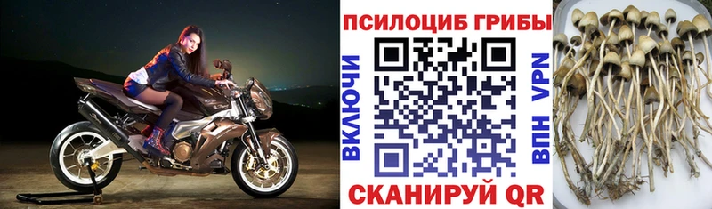 ссылка на мегу онион  Белоозёрский  даркнет формула  Галлюциногенные грибы Psilocybe 